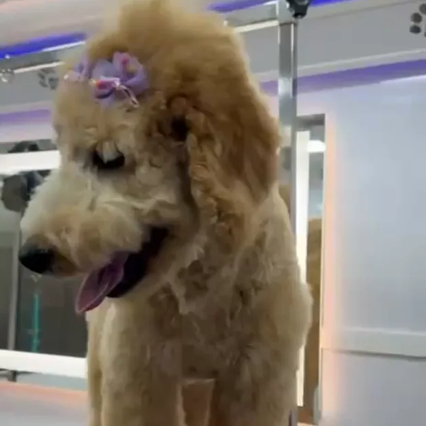 The same goldendoodle brushed out and finished