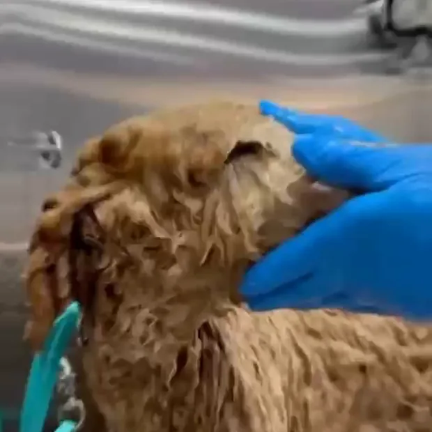 A wet goldendoodle before grooming