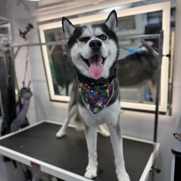 The same husky groomed and wearing a bandana