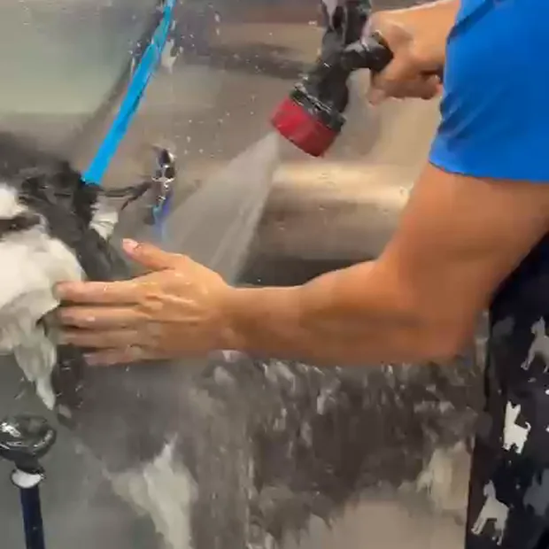 A husky being rinsed in the mobile grooming van