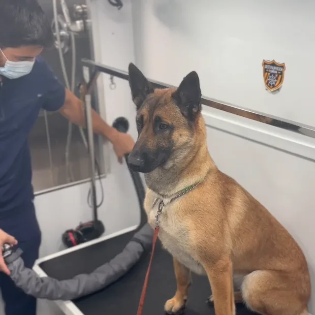 The same Malinois, dry and calm on the grooming table