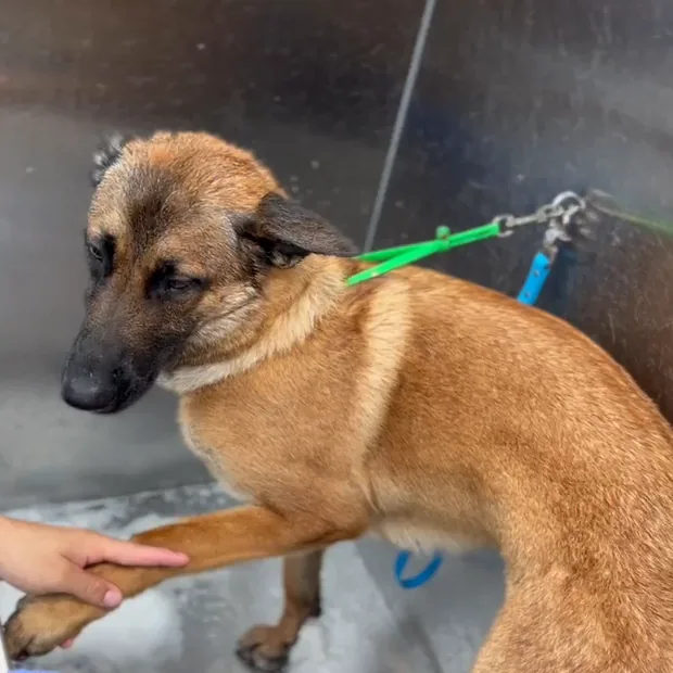 A Belgian Malinois being bathed in the mobile grooming van