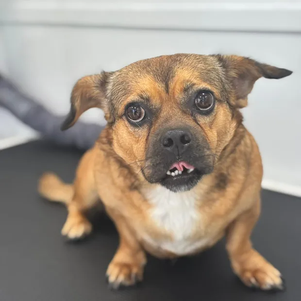 The same small dog groomed and looking at the camera