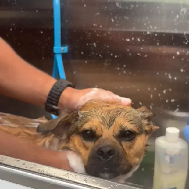 A small brown dog being washed in the van's tub