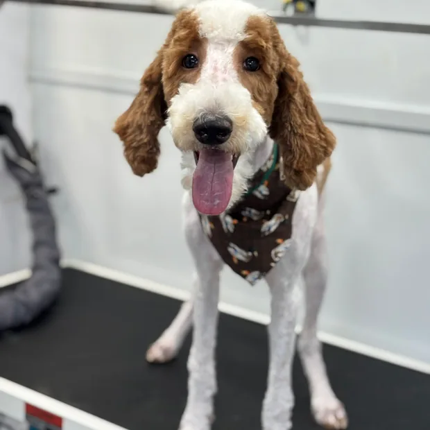 The same dog after treatment, clean and wearing a bandana