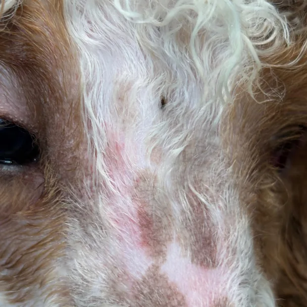 Close-up of raw, flea-bitten skin hidden under a dog's coat