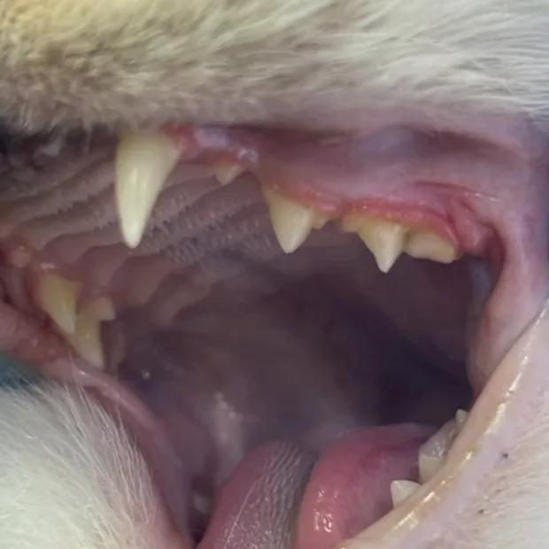 Close-up of a cat's teeth during an anesthesia-free dental cleaning
