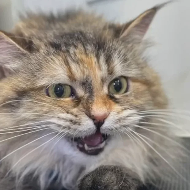 A long-haired cat sitting on the grooming table inside the van
