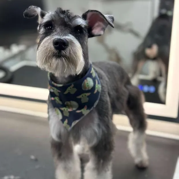 A pet groomed by Pet Empire inside its mobile van