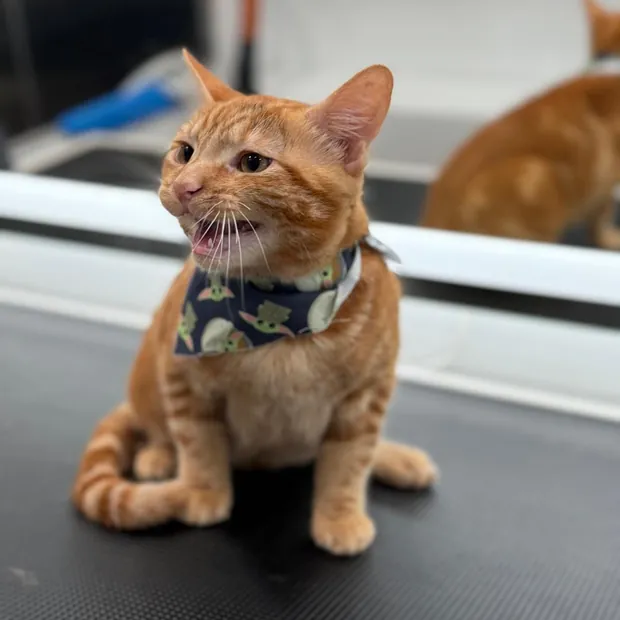 A pet groomed by Pet Empire inside its mobile van