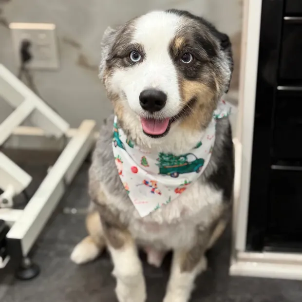 A pet groomed by Pet Empire inside its mobile van