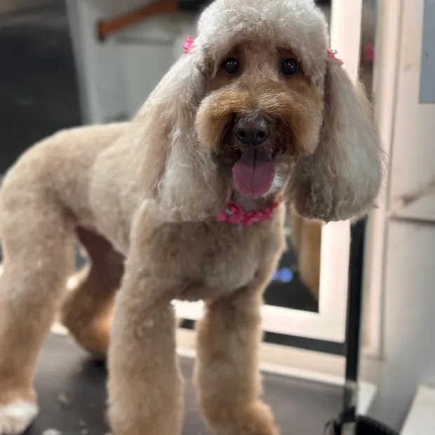 Un caniche crema recién peluqueado, de pie sobre la mesa de la van