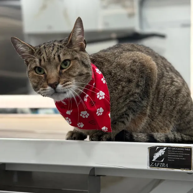A pet groomed by Pet Empire inside its mobile van