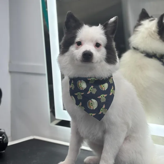 A pet groomed by Pet Empire inside its mobile van