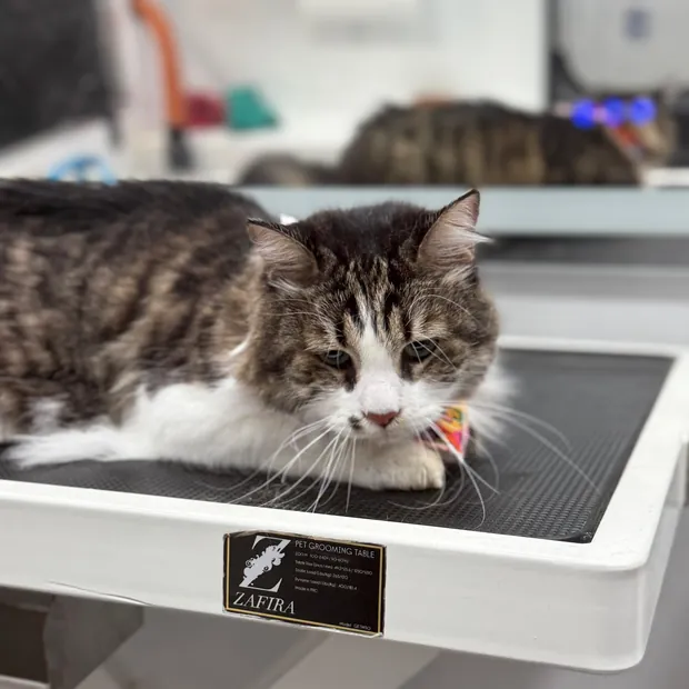 A pet groomed by Pet Empire inside its mobile van