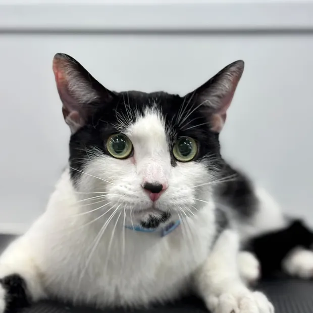 Primer plano de un gato blanco y negro con la boca sana