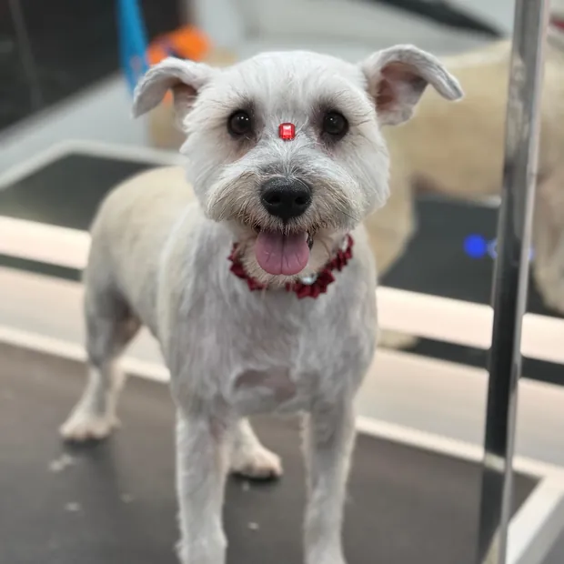 A pet groomed by Pet Empire inside its mobile van