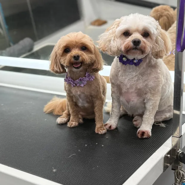 A pet groomed by Pet Empire inside its mobile van