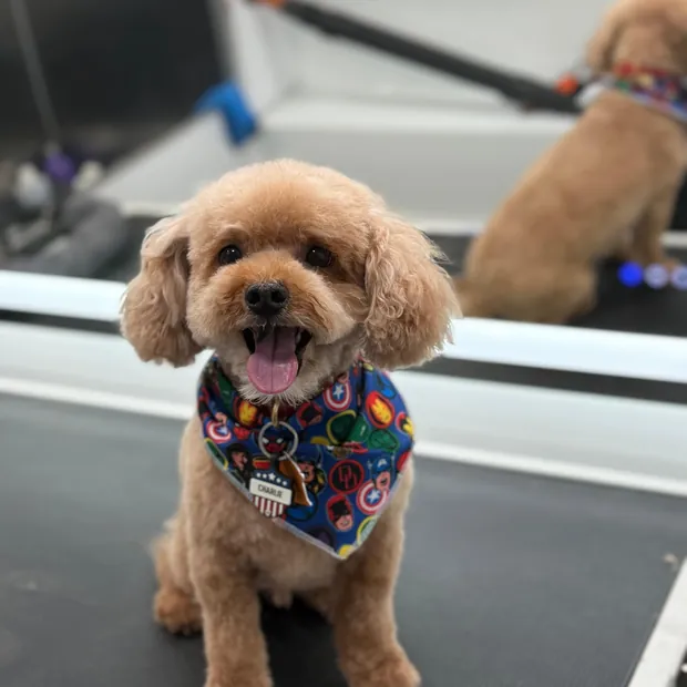 A pet groomed by Pet Empire inside its mobile van