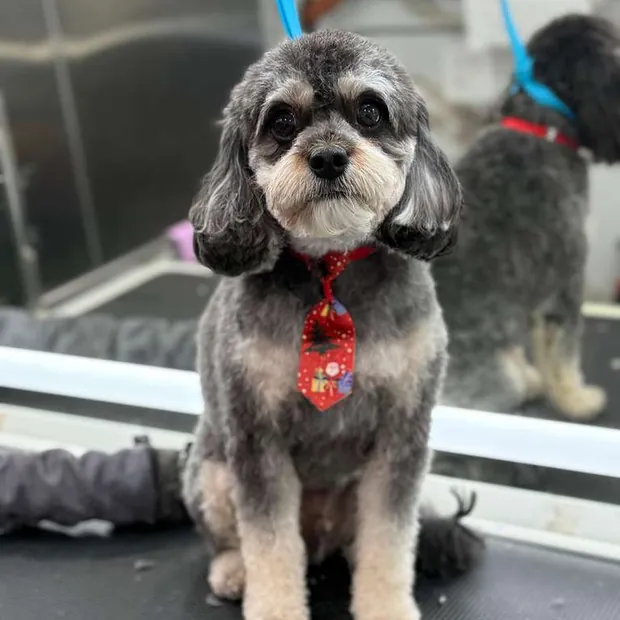 A pet groomed by Pet Empire inside its mobile van