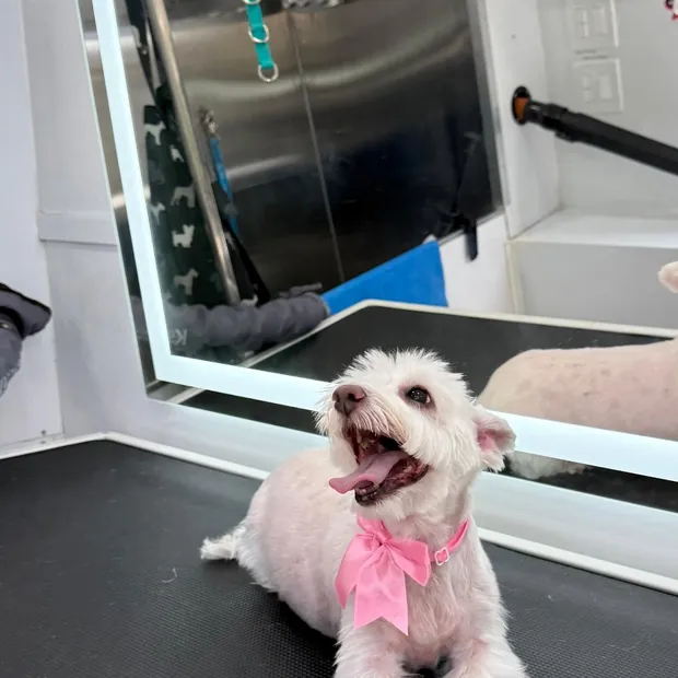A pet groomed by Pet Empire inside its mobile van
