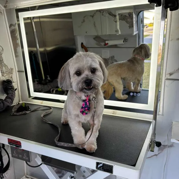 A pet groomed by Pet Empire inside its mobile van